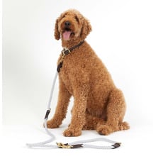 180cm Leather & Cotton Rope Dog Lead